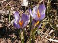 F40 crocus de jean de poortere 